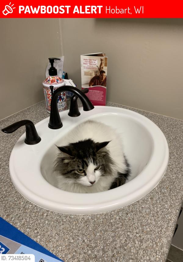 Lost Male Cat last seen by D2 AND OVERLAND RD, Hobart, WI 54155