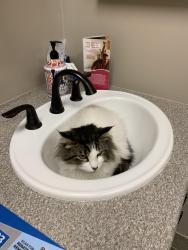 Lost Male Cat last seen by D2 AND OVERLAND RD, Hobart, WI 54155