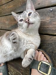 Found/Stray Female Cat last seen 13th & N Gale Street, Indianapolis, IN 46201