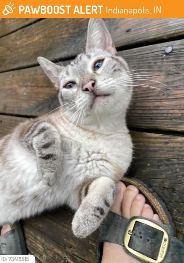 Found/Stray Female Cat last seen 13th & N Gale Street, Indianapolis, IN 46201