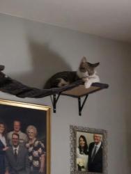 Lost Male Cat last seen Primrose Ln . Lincoln trail, Fairview Heights, IL 62208