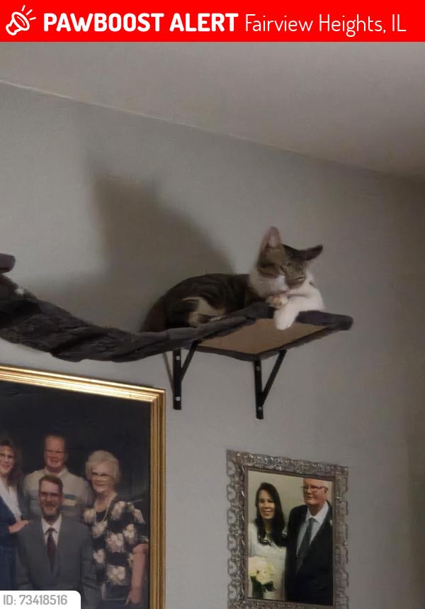 Lost Male Cat last seen Primrose Ln . Lincoln trail, Fairview Heights, IL 62208