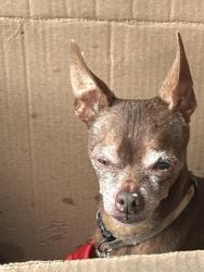 Found/Stray Male Dog last seen Darian and Grandby, Heron Bay, GA 30248