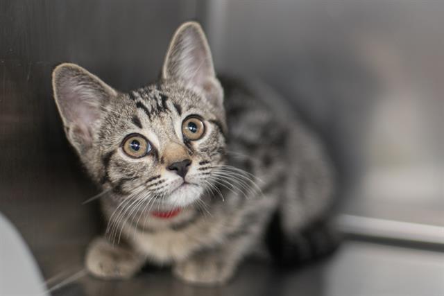 Shelter Stray Male Cat last seen CHARLOTTE, 8315 Byrum Dr, Charlotte, NC 28217, USA