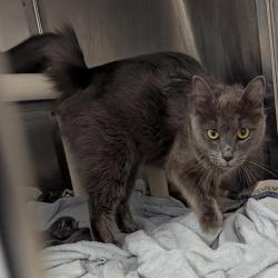 Shelter Stray Female Cat last seen CHARLOTTE, 8315 Byrum Dr, Charlotte, NC 28217, USA