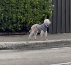 Found/Stray Unknown Dog last seen Barbara Goleman Highschool, Miami Lakes, FL 33018