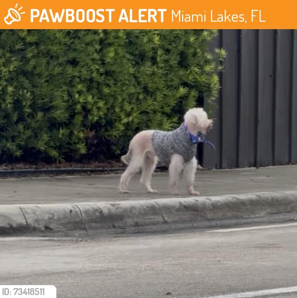 Found/Stray Unknown Dog last seen Barbara Goleman Highschool, Miami Lakes, FL 33018