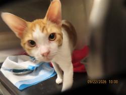 Shelter Stray Male Cat last seen BELL RD/51ST AVE, 5501 E Van Buren St, Phoenix, AZ 85008, USA