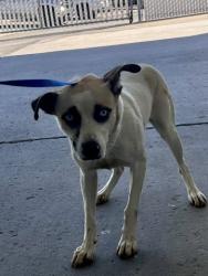 Shelter Stray Female Dog last seen Near BLOCK BURNETT RD, TEHACHAPI CA 93561, 3951 Fruitvale Ave, Bakersfield, CA 93308, USA