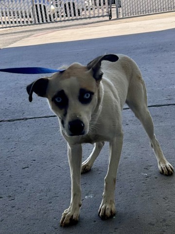 Shelter Stray Female Dog last seen Near BLOCK BURNETT RD, TEHACHAPI CA 93561, 3951 Fruitvale Ave, Bakersfield, CA 93308, USA