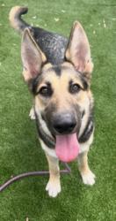 Shelter Stray Female Dog last seen , 1850 W 60th St, Los Angeles, CA 90047, USA