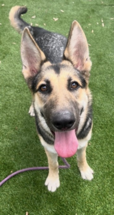 Shelter Stray Female Dog last seen , 1850 W 60th St, Los Angeles, CA 90047, USA