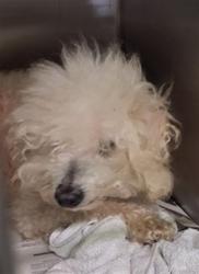 Shelter Stray Male Dog last seen , 1850 W 60th St, Los Angeles, CA 90047, USA