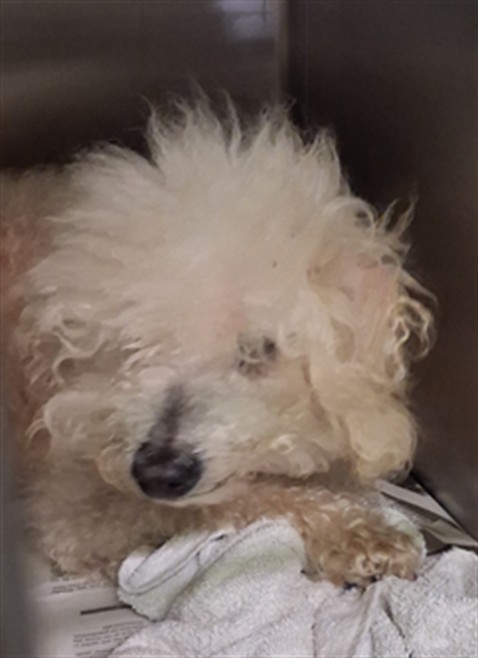 Shelter Stray Male Dog last seen , 1850 W 60th St, Los Angeles, CA 90047, USA