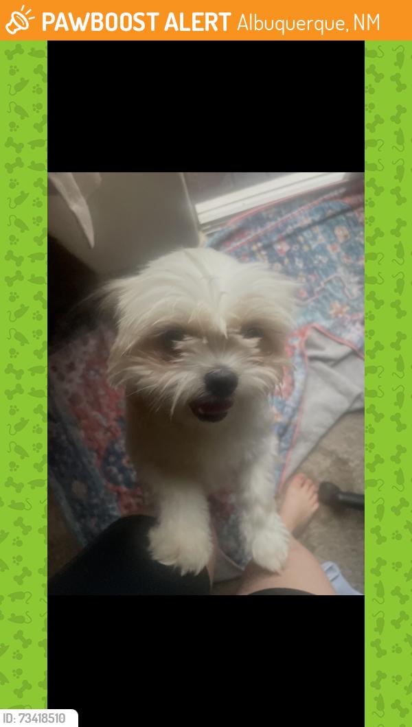 Found/Stray Female Dog last seen Starbucks, Albuquerque, NM 87113