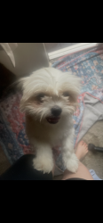 Found/Stray Female Dog last seen Starbucks, Albuquerque, NM 87113