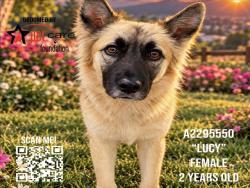 Shelter Stray Female Dog last seen , 3201 Lacy St, Los Angeles, CA 90031, USA