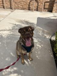 Reunited Male Dog last seen Crenshaw and exposition blvd train stop, Los Angeles, CA 90016