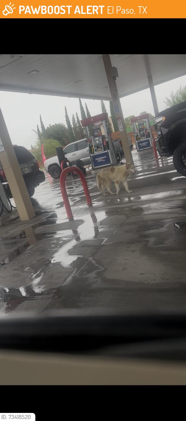 Found/Stray Unknown Dog last seen Trawood by montwood gasolinera murphy, El Paso, TX 79936