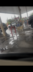 Found/Stray Unknown Dog last seen Trawood by montwood gasolinera murphy, El Paso, TX 79936