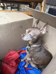 Reunited Male Dog last seen Darian and Grandby, Heron Bay, GA 30248