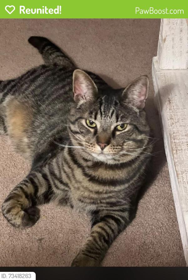 Reunited Male Cat last seen Sellersville Rd, Chalfont, PA 18914