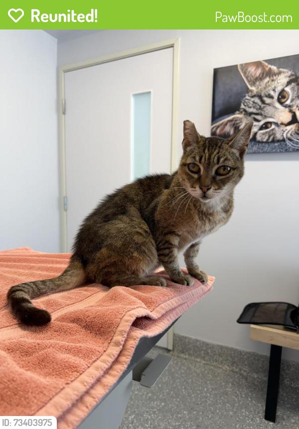 Reunited Female Cat last seen 157th & Lemoli, Gardena, CA 90249