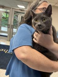 Found/Stray Unknown Cat last seen Walker Parking Deck, Greensboro, NC 27412
