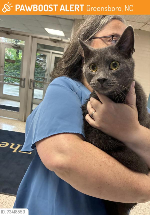 Found/Stray Unknown Cat last seen Walker Parking Deck, Greensboro, NC 27412