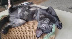 Reunited Female Cat last seen Culpepper park, Greater London, England 