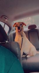 Reunited Female Dog last seen Near providence way lawrenceville ga 30046, Lawrenceville, GA 30046