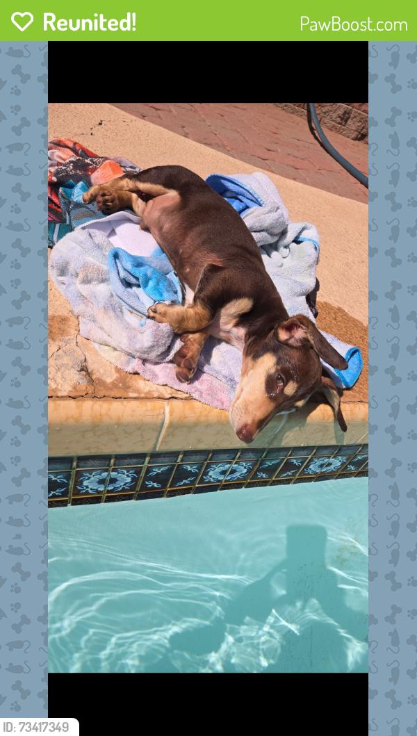 Reunited Male Dog last seen Cactus and 51st, Glendale, AZ 85304