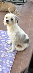 Lost Male Dog last seen Curtis and king rd, Norwalk, CA 90650