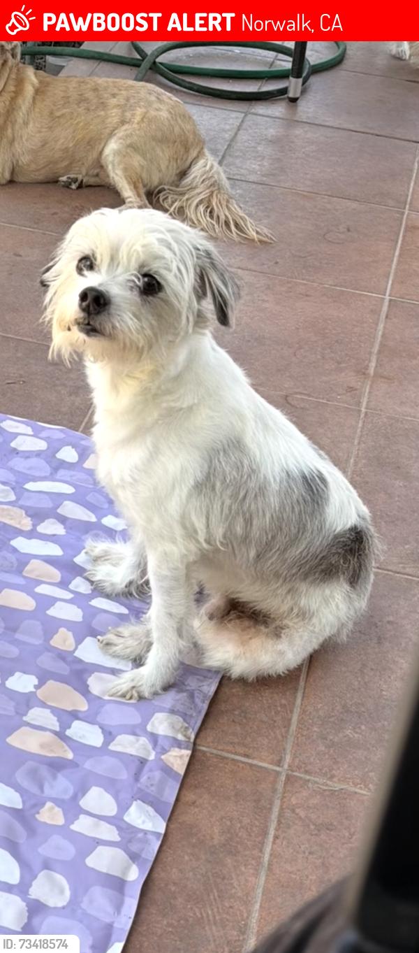 Lost Male Dog last seen Curtis and king rd, Norwalk, CA 90650