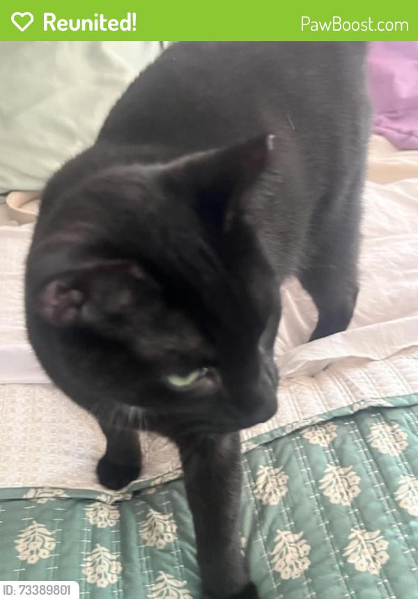 Reunited Female Cat last seen East Ross street, Lancaster, PA 17603