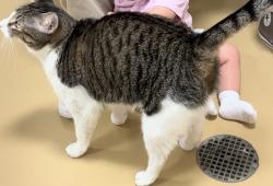 Lost Unknown Cat last seen Oak st & Arion, Pasadena, TX 77502