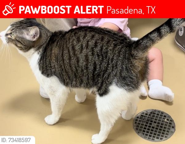 Lost Unknown Cat last seen Oak st & Arion, Pasadena, TX 77502