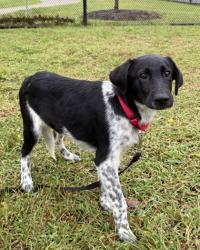 Shelter Stray Female Dog last seen Clifton, VA 20124, Clifton Hunt Ln/Kincheloe Rd, Fairfax County, VA, 4500 West Ox Rd, Fairfax, VA 22030, USA