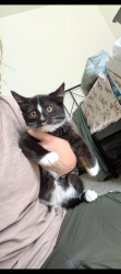 Lost Female Cat last seen Near merrill creek pwky, Everett, WA 98203