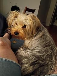 Lost Female Dog last seen Pueblo St. And 20th, Yuma, AZ 85364