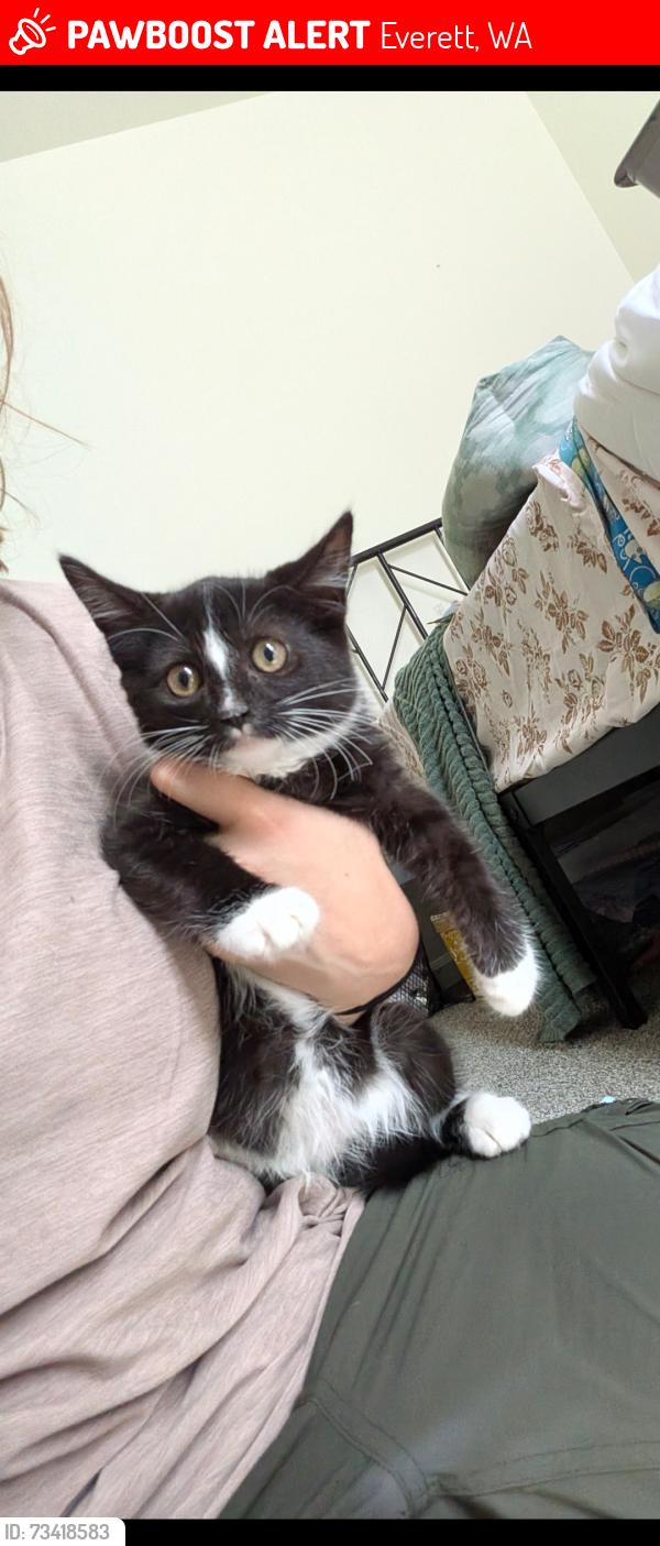 Lost Female Cat last seen Near merrill creek pwky, Everett, WA 98203
