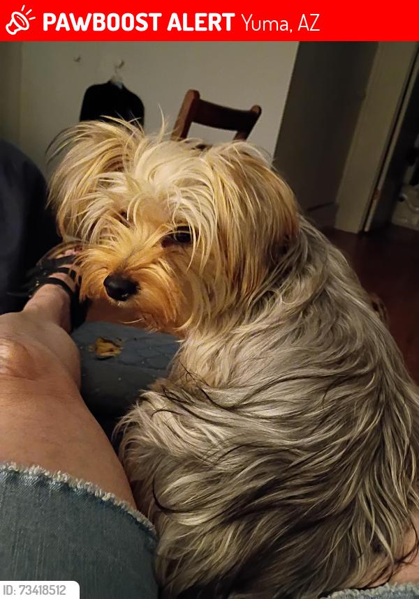 Lost Female Dog last seen Pueblo St. And 20th, Yuma, AZ 85364