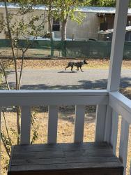 Found/Stray Unknown Dog last seen Beck, Bryan, TX 77803