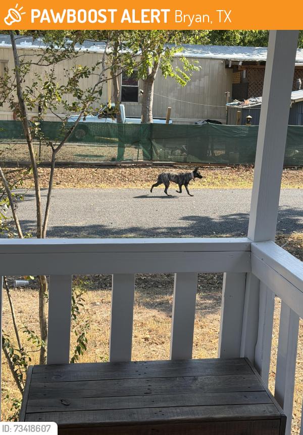 Found/Stray Unknown Dog last seen Beck, Bryan, TX 77803