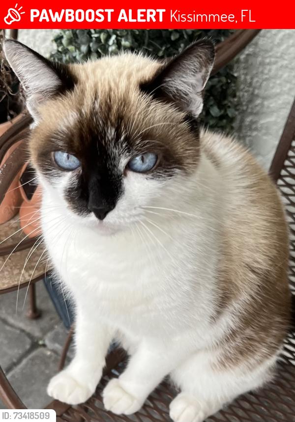 Lost Female Cat last seen Fairy Tale Cir Story Lake, Kissimmee, FL 34746