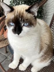 Lost Female Cat last seen Fairy Tale Cir Story Lake, Kissimmee, FL 34746
