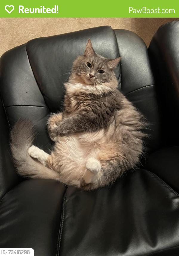 Reunited Female Cat last seen Hwy 81 x Tig Knight Rd, Loganville, GA 30052