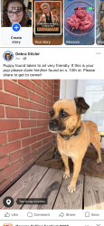 Reunited Unknown Dog last seen S. 13 st reading, Reading, PA 19602