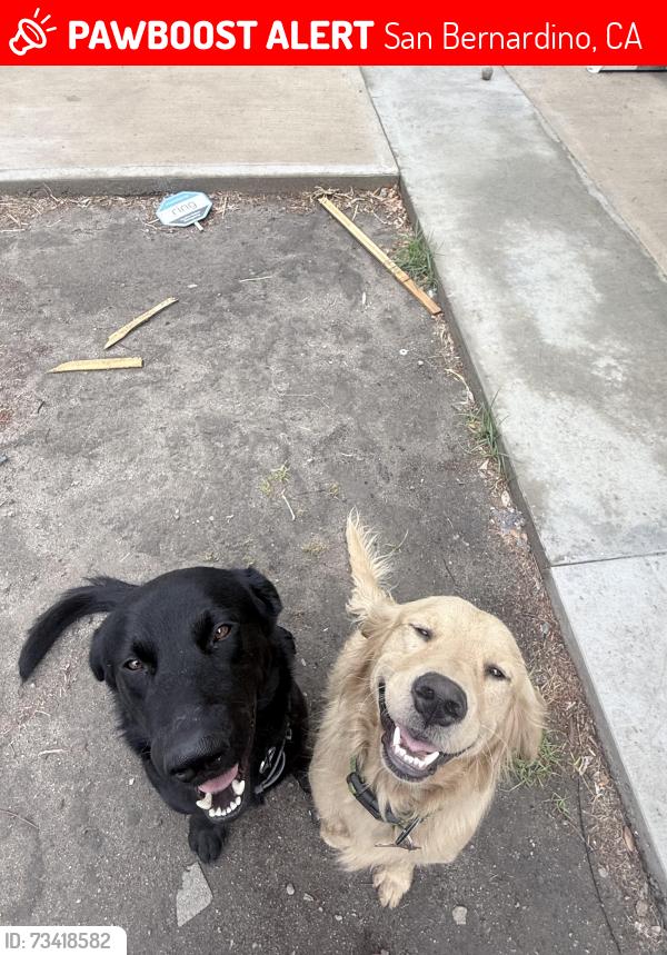 Lost Male Dog last seen San Bernardino, San Bernardino, CA 92401