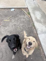 Lost Male Dog last seen San Bernardino, San Bernardino, CA 92401
